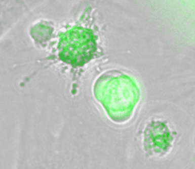 Flow Cytometry at BioTether Sciences